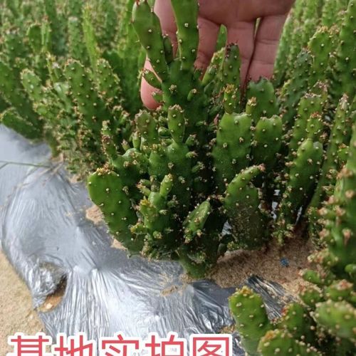 千手观音仙人掌新品种有何独特之处？-图2