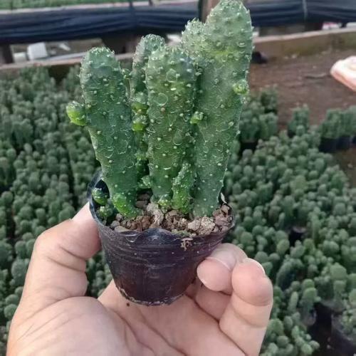 千手观音仙人掌新品种有何独特之处？-图3