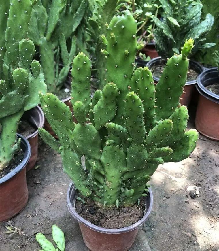 千手观音仙人掌新品种有何独特之处？-图1