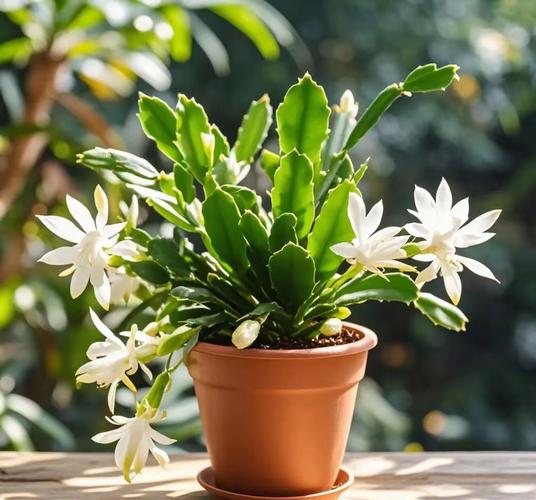 新品种蟹爪兰图片哪里看？-图1