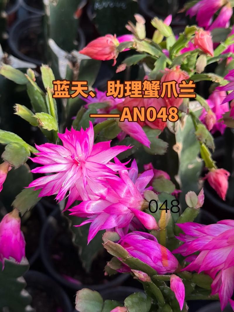 新品种蟹爪兰图片哪里看？-图2