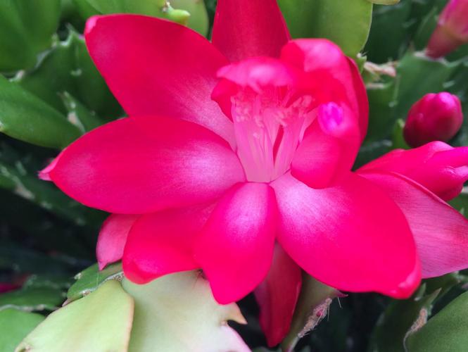 新品种蟹爪兰图片哪里看？-图3