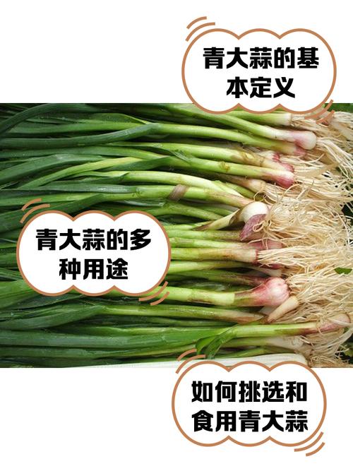 青蒜苗价格种植技术要点有哪些？-图1