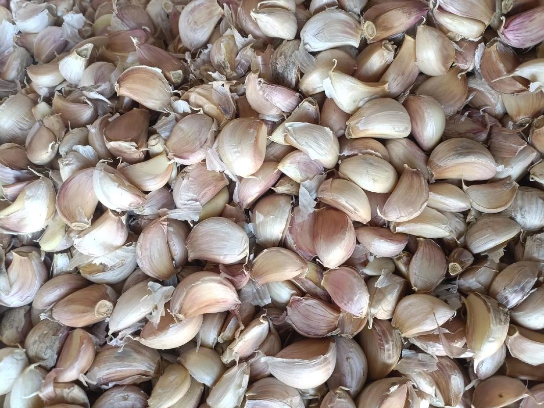 青蒜苗价格种植技术要点有哪些？-图2