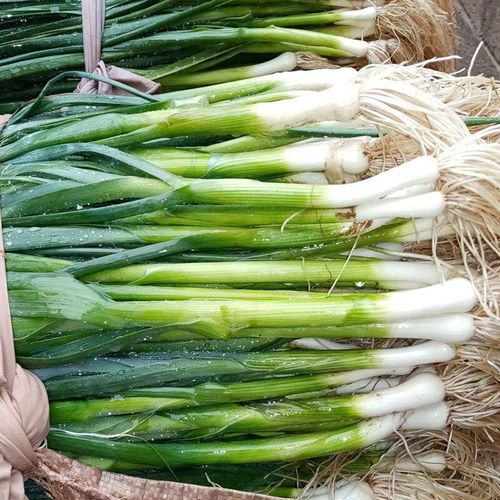 青蒜苗价格种植技术要点有哪些？-图3