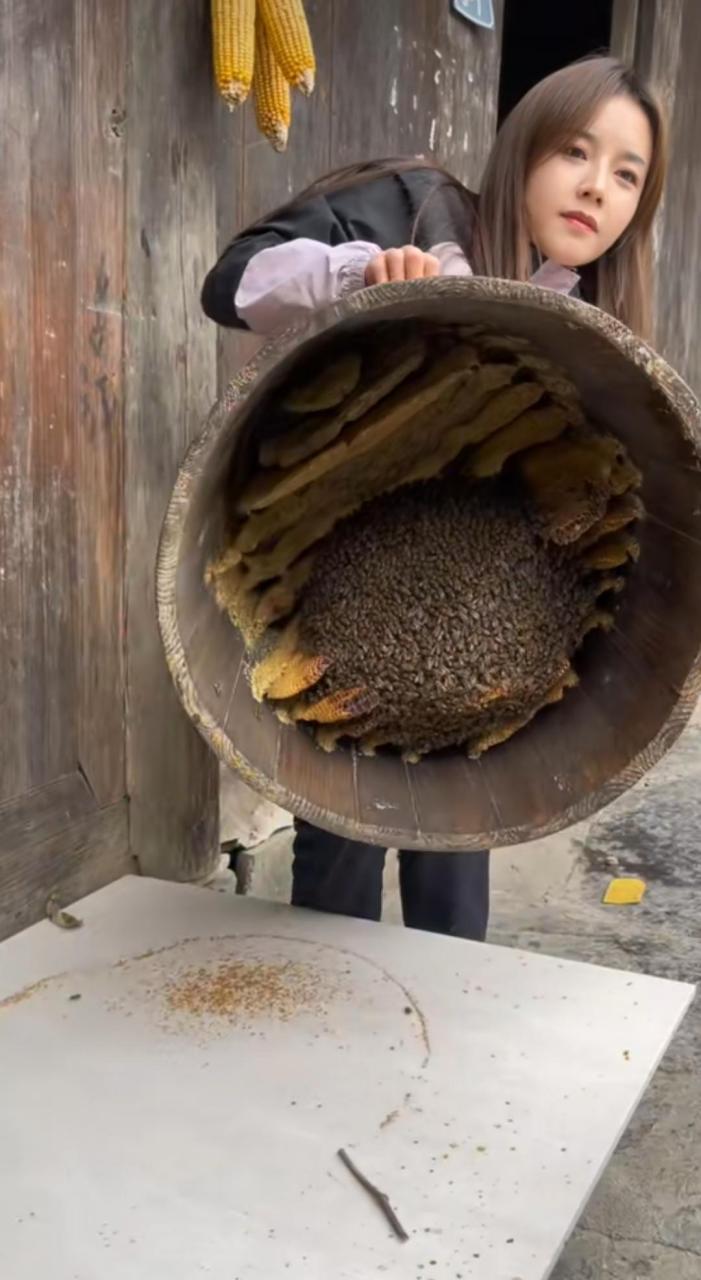 木桶养土蜂技术视频，新手必看哪些关键点？-图2