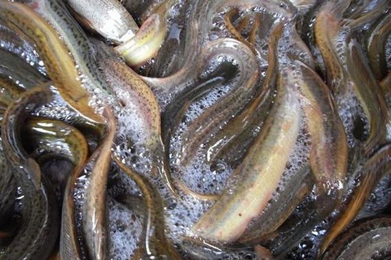 台湾大泥鳅繁殖技术视频怎么学？-图1