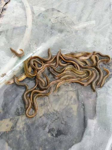 台湾大泥鳅繁殖技术视频怎么学？-图2