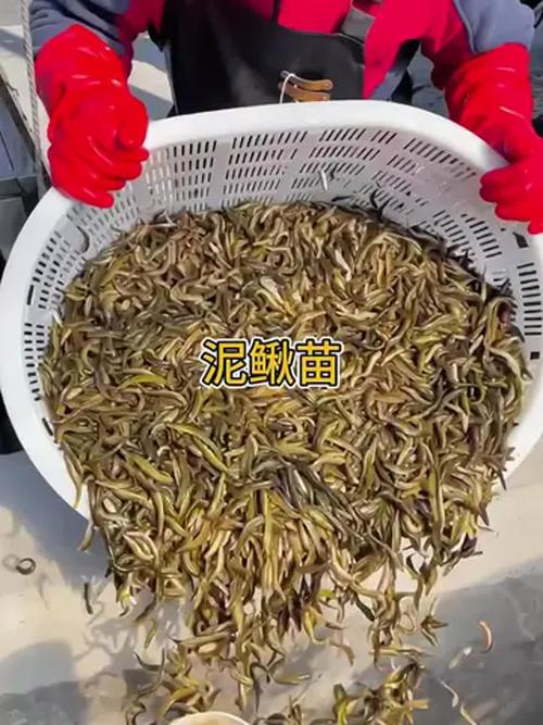 台湾大泥鳅繁殖技术视频怎么学？-图3