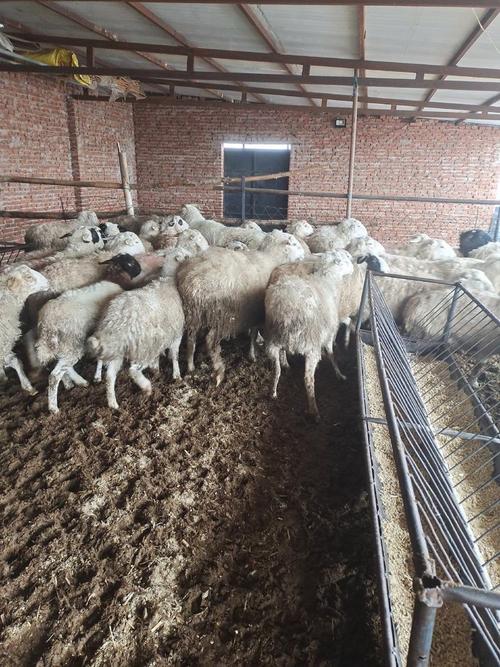 鲁西串寒羊新品种培育成功了吗?-图1 鲁西串寒羊新品种培育成功了吗?-图1