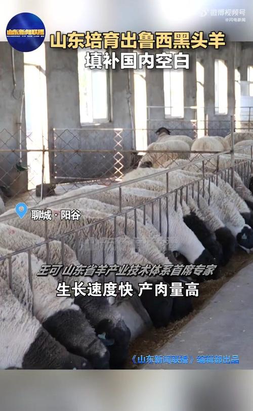 鲁西串寒羊新品种培育成功了吗?-图3 鲁西串寒羊新品种培育成功了吗?-图3