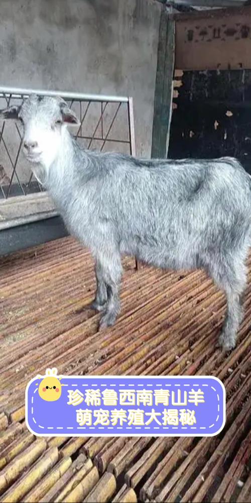 鲁西串寒羊新品种培育成功了吗?-图2 鲁西串寒羊新品种培育成功了吗?-图2