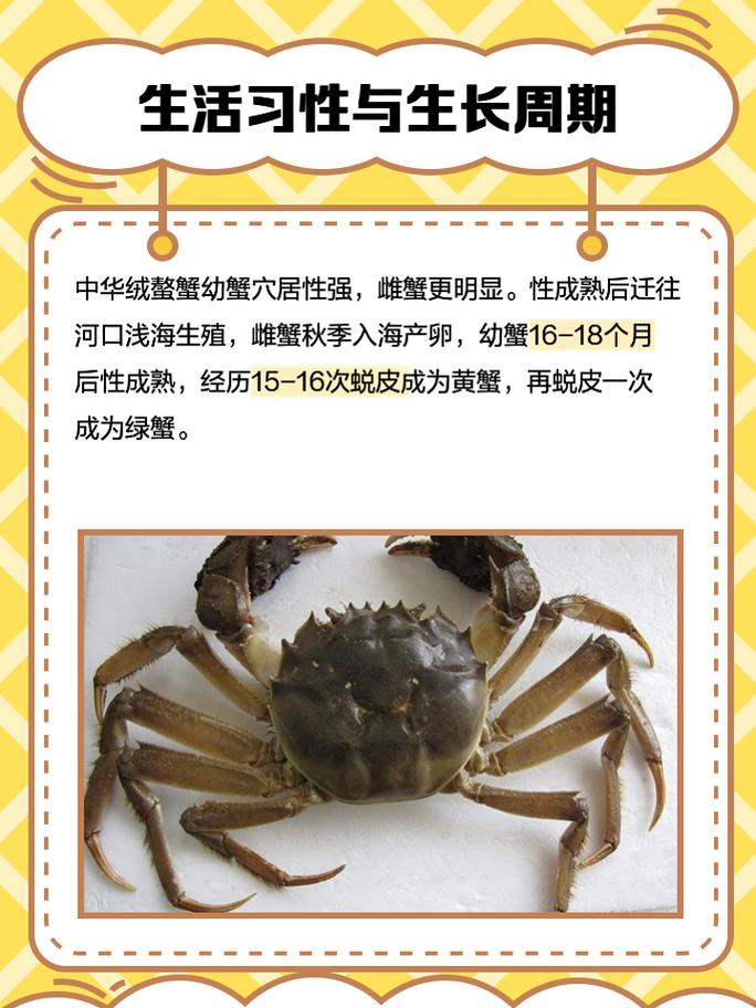 八月北方螃蟹有哪些品种上市？-图2