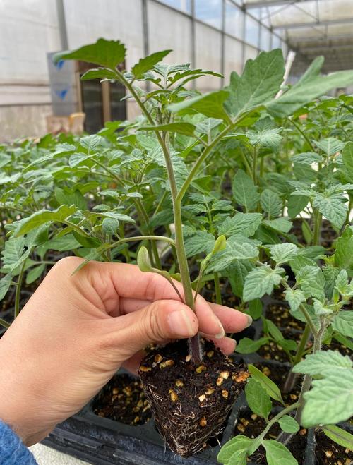 春西红柿种植技术视频,关键步骤有哪些?-图1 春西红柿种植技术视频,关键步骤有哪些?-图1