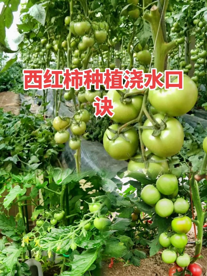 春西红柿种植技术视频,关键步骤有哪些?-图3 春西红柿种植技术视频,关键步骤有哪些?-图3
