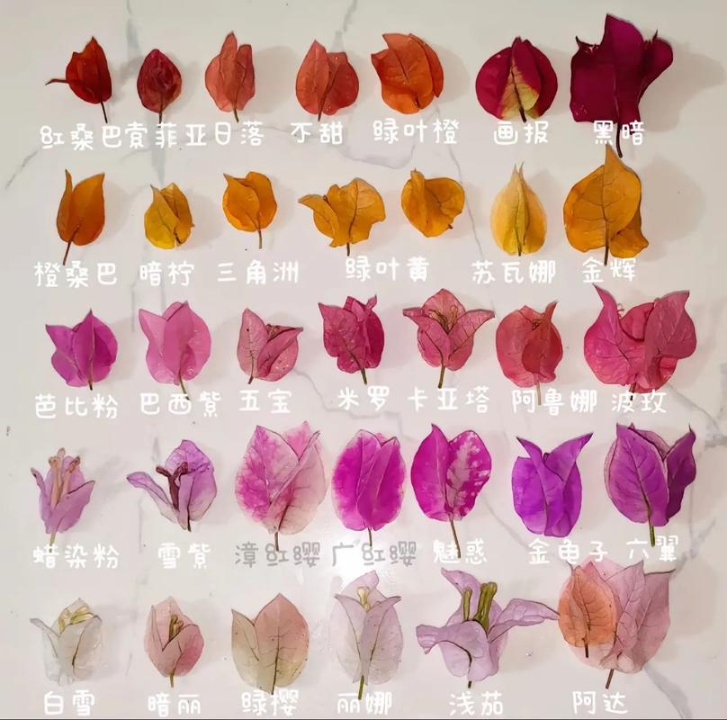 三角梅品种繁多,图片与名字如何对应?-图1 三角梅品种繁多,图片与名字如何对应?-图1