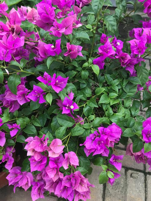 三角梅品种繁多,图片与名字如何对应?-图3 三角梅品种繁多,图片与名字如何对应?-图3