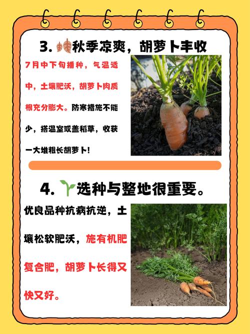 红萝卜种植技术有哪些关键要点?-图2 红萝卜种植技术有哪些关键要点?-图2