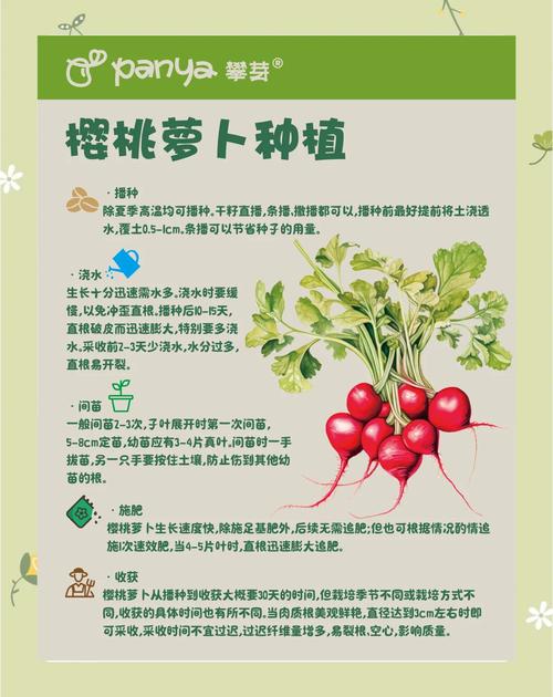 红萝卜种植技术有哪些关键要点?-图3 红萝卜种植技术有哪些关键要点?-图3