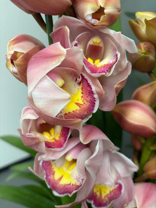 大花惠兰品种怎么选？哪些更优质？-图2