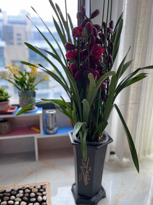 大花惠兰品种怎么选？哪些更优质？-图1