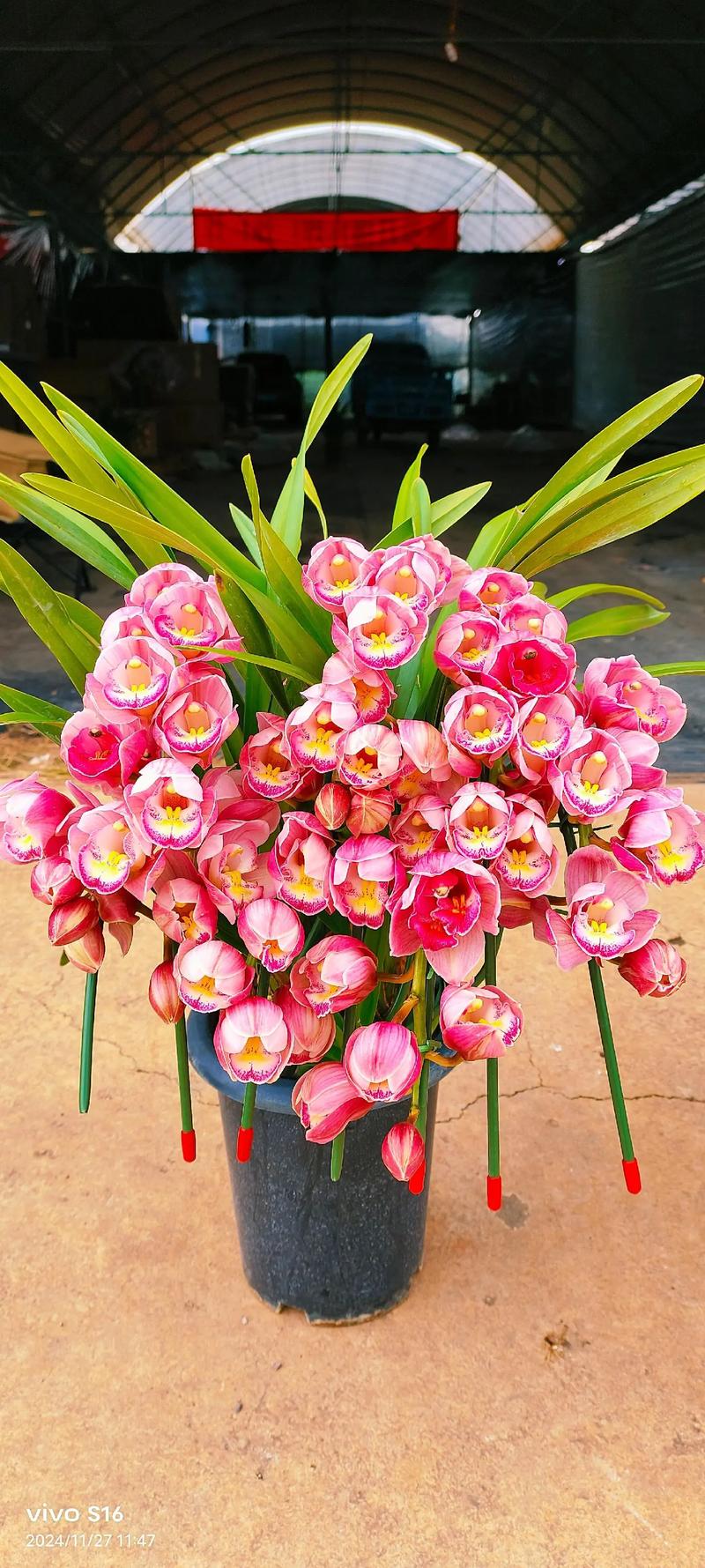 大花惠兰品种怎么选？哪些更优质？-图3