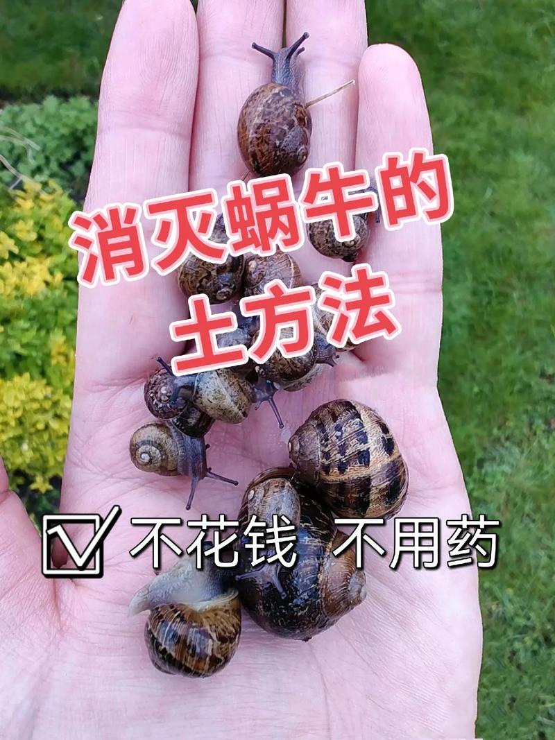 野生大蜗牛养殖技术有哪些关键点？-图1