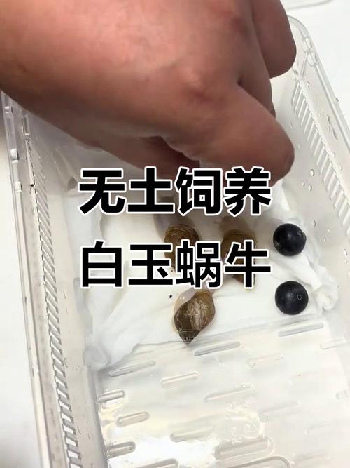 野生大蜗牛养殖技术有哪些关键点？-图2