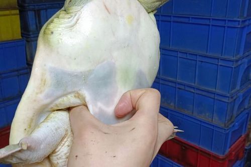 黄沙鳖养殖技术视频，如何高效生态养殖？-图1