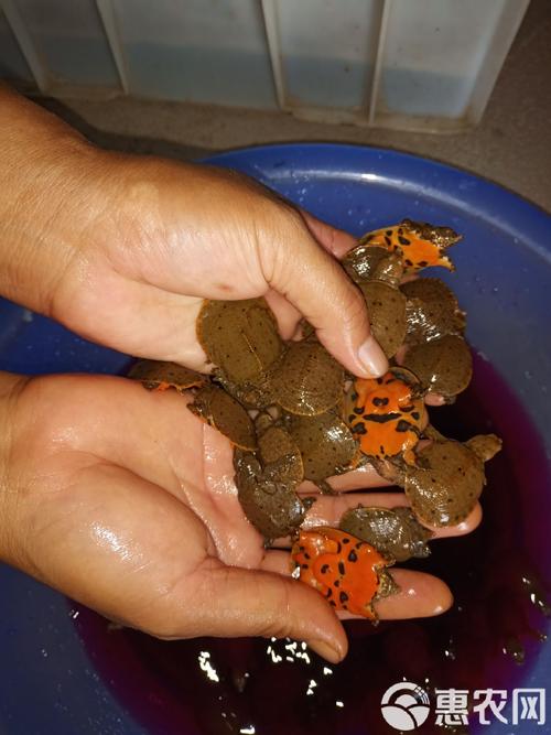 黄沙鳖养殖技术视频，如何高效生态养殖？-图3