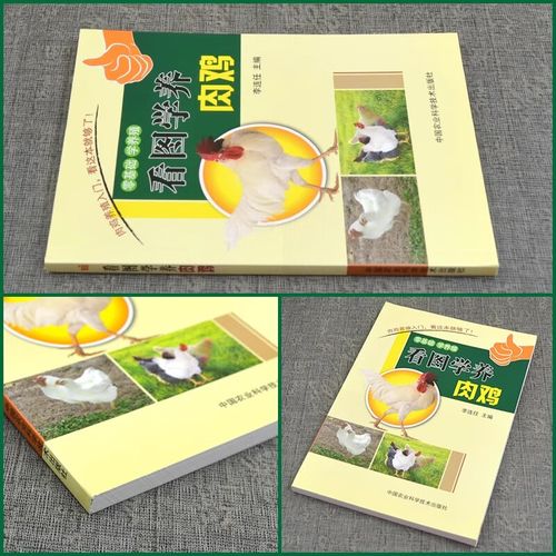 白玉肉鸡养殖技术与管理要点有哪些？-图1