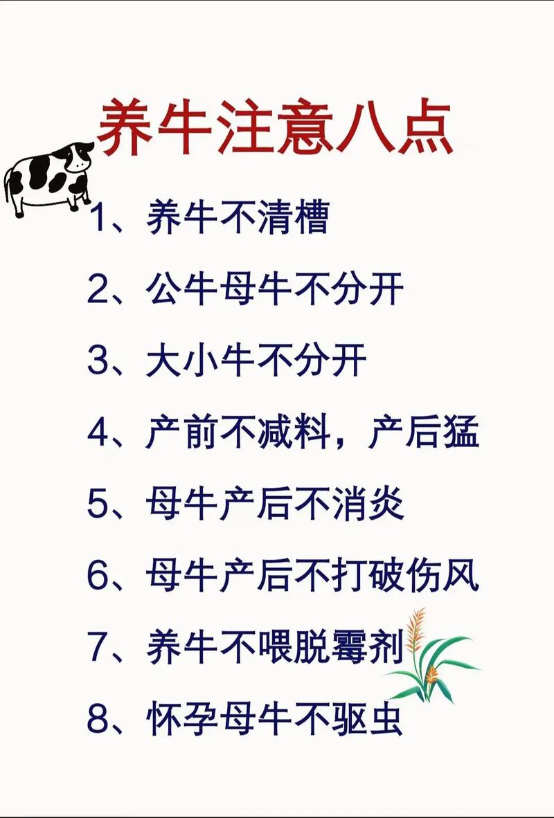 土法养牛技术，传统经验还实用吗？-图1