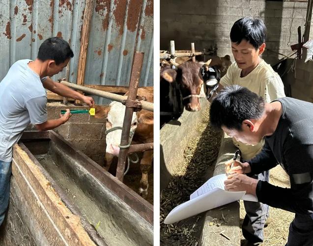 土法养牛技术，传统经验还实用吗？-图3