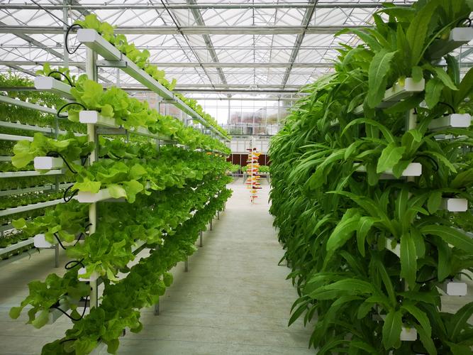 最新大棚种菜技术，高产秘诀有哪些？-图2