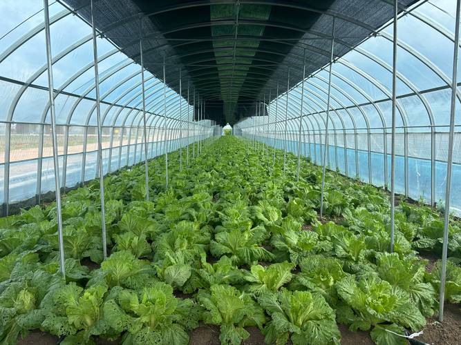 最新大棚种菜技术,高产秘诀有哪些?-图1 最新大棚种菜技术,高产秘诀有哪些?-图1