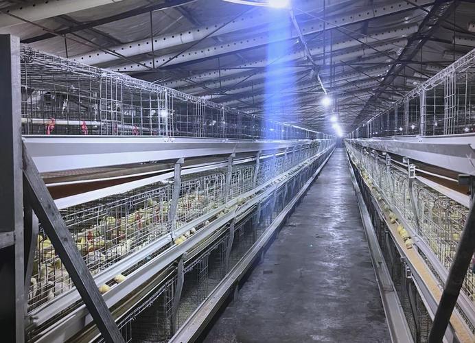 良种肉鸡配套饲养新技术有何关键优势？-图3