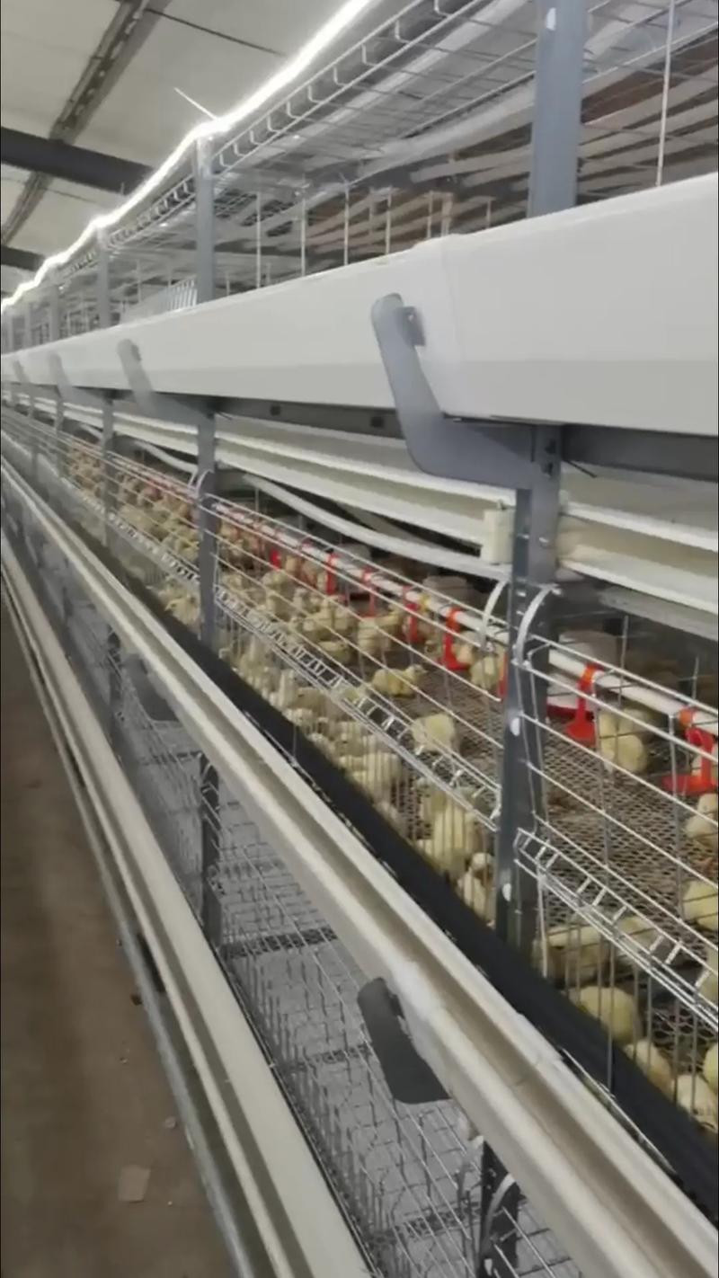 良种肉鸡配套饲养新技术有何关键优势?-图2 良种肉鸡配套饲养新技术有何关键优势?-图2