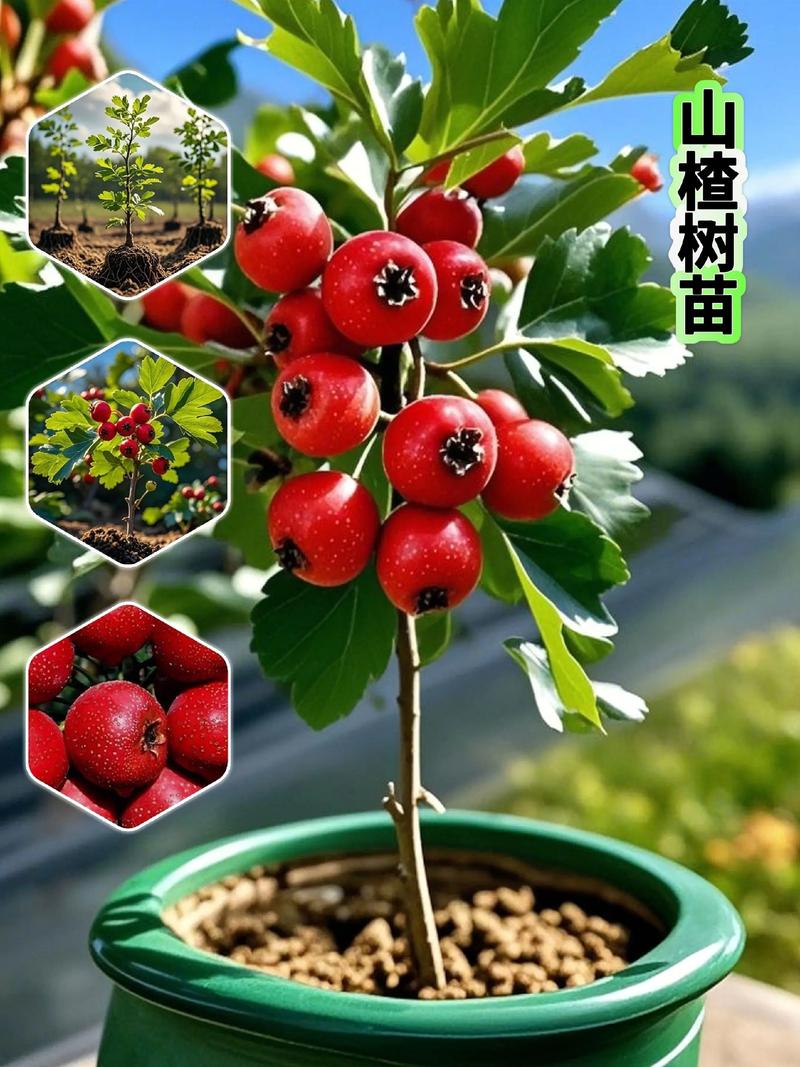 种植山楂有哪些关键技术要点？-图1