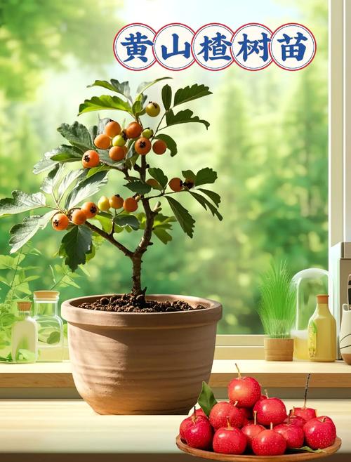 种植山楂有哪些关键技术要点？-图3