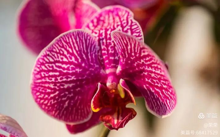 蝴蝶兰法国斑是优良品种吗？-图3