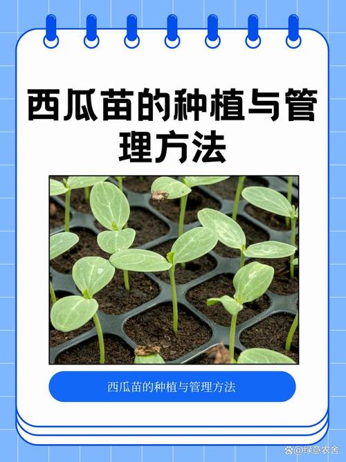 西瓜种植方法技术视频有哪些要点？-图2