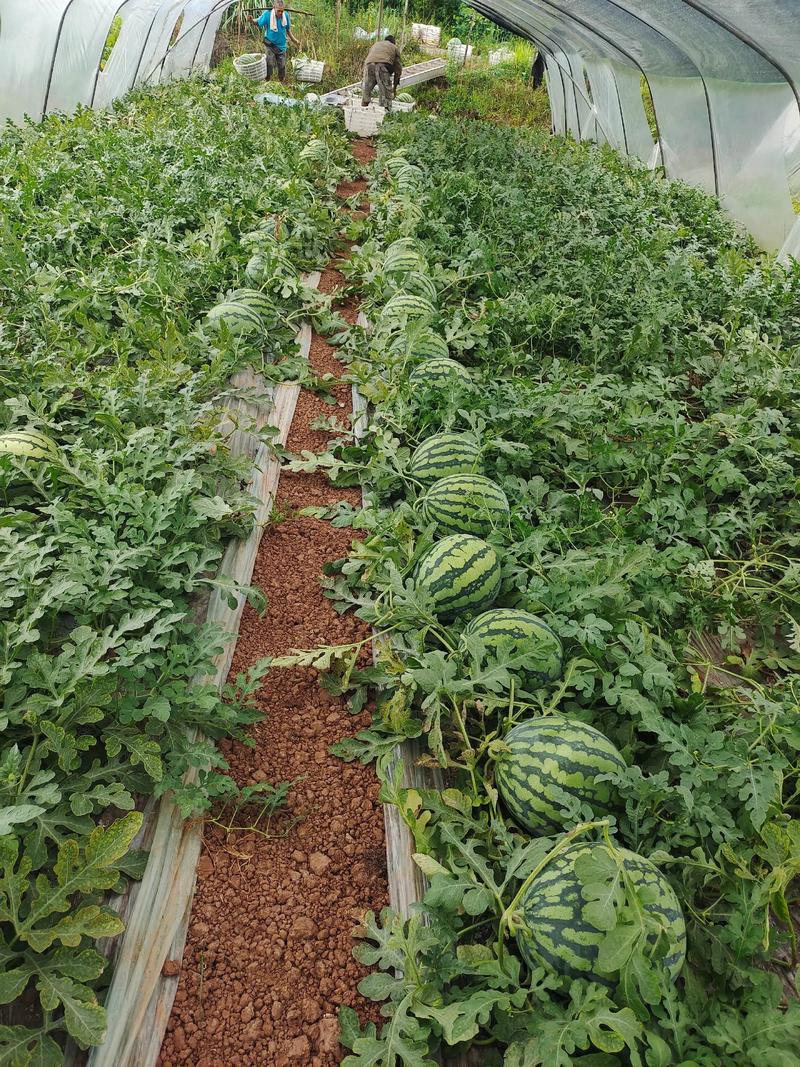 西瓜种植方法技术视频有哪些要点？-图1