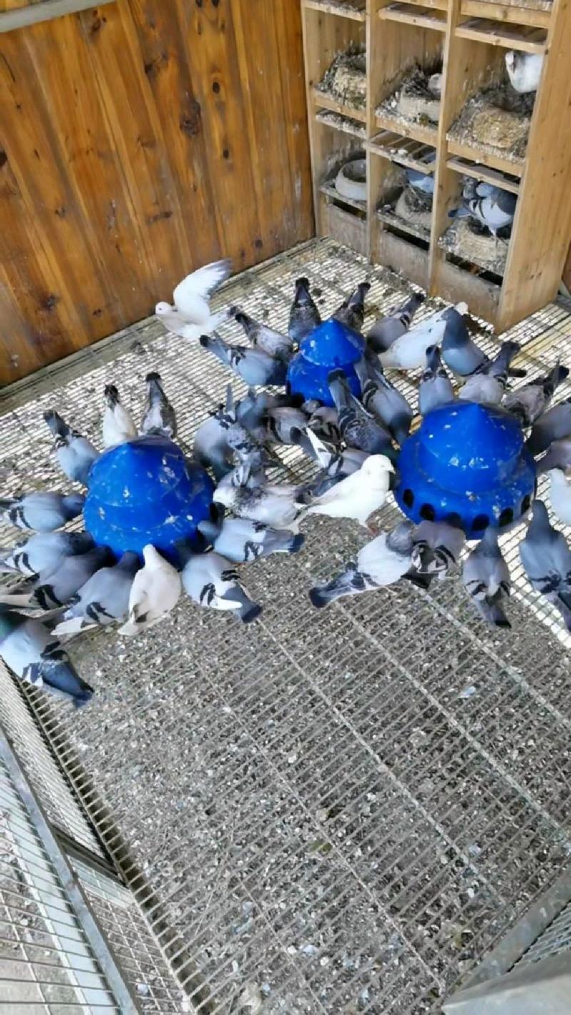 养殖鸽子技术视频如何高效播放学习？-图2