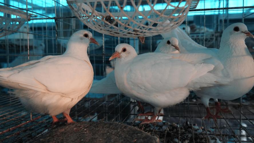 养殖鸽子技术视频如何高效播放学习？-图1