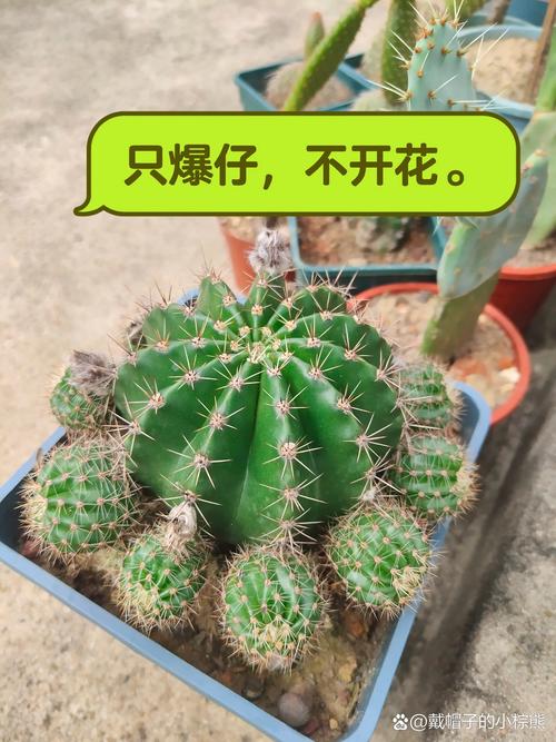 仙人球开花难?养护有啥秘诀?-图1 仙人球开花难?养护有啥秘诀?-图1