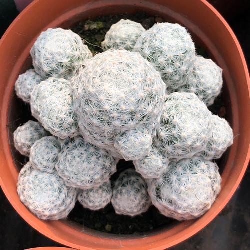 仙人球开花难?养护有啥秘诀?-图2 仙人球开花难?养护有啥秘诀?-图2