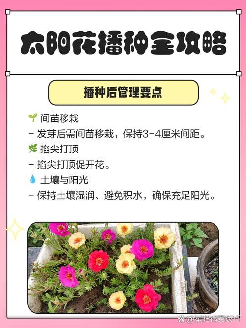 露地花卉栽培管理技术有哪些关键要点?-图2 露地花卉栽培管理技术有哪些关键要点?-图2