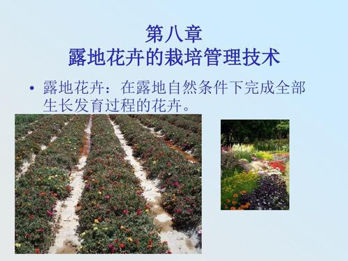 露地花卉栽培管理技术有哪些关键要点?-图1 露地花卉栽培管理技术有哪些关键要点?-图1