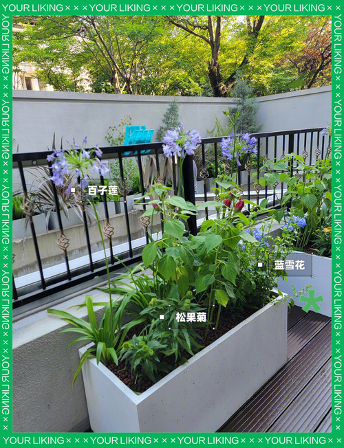 露地花卉栽培管理技术有哪些关键要点?-图3 露地花卉栽培管理技术有哪些关键要点?-图3