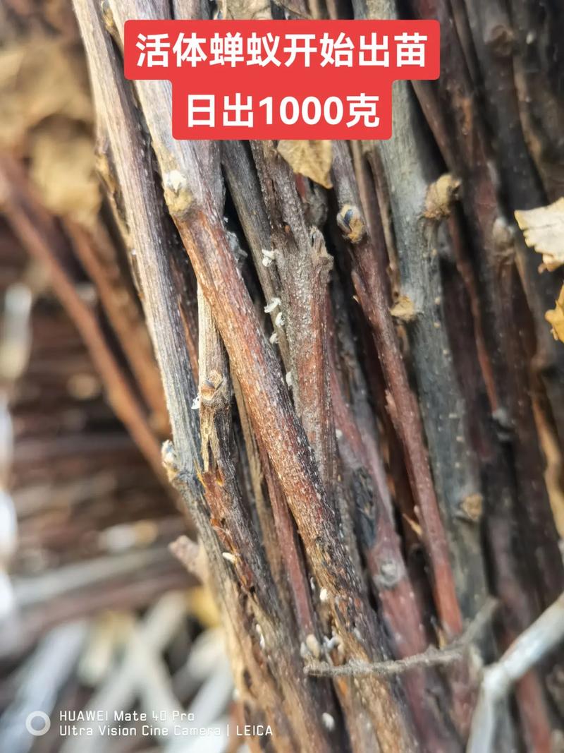 金蝉养殖技术真能赚钱吗？-图1